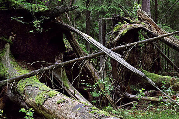 Jedyna Puszcza Białowieska 