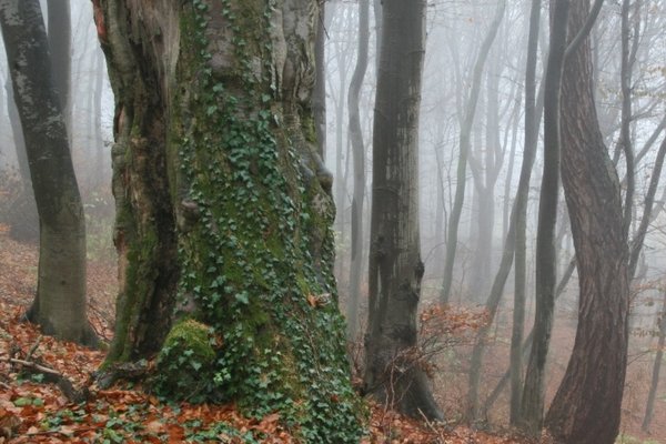 „Kinżanki z Leśnej”