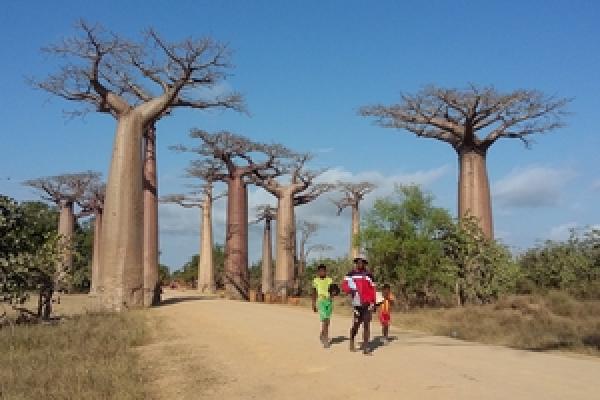 Madagaskar - lemury, baobaby i famadihana